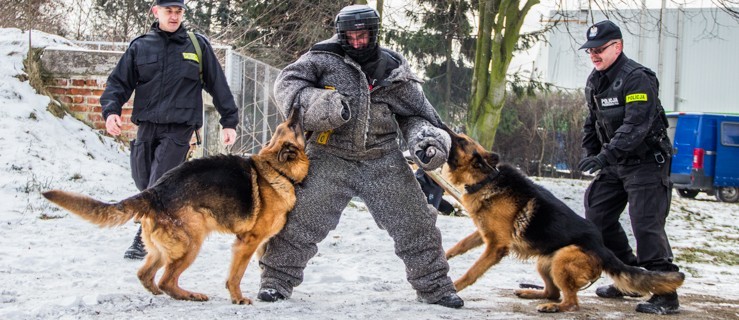 Napad na elbląski bank! Psy stanęły w obronie! Zobacz zdjęcia