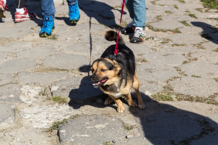 Bieg na Sześć Łap ma już rok – zobacz obszerną fotorelację