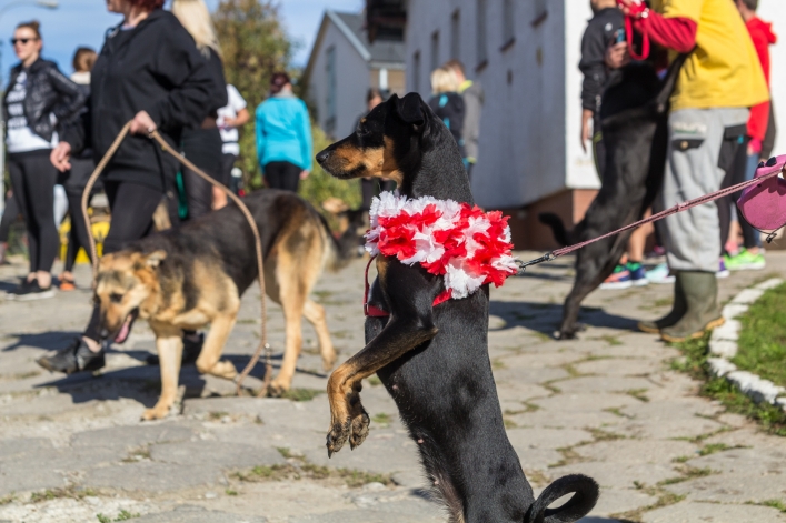 Bieg na Sześć Łap ma już rok – zobacz obszerną fotorelację