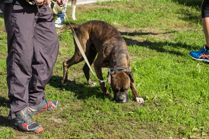 Bieg na Sześć Łap ma już rok – zobacz obszerną fotorelację