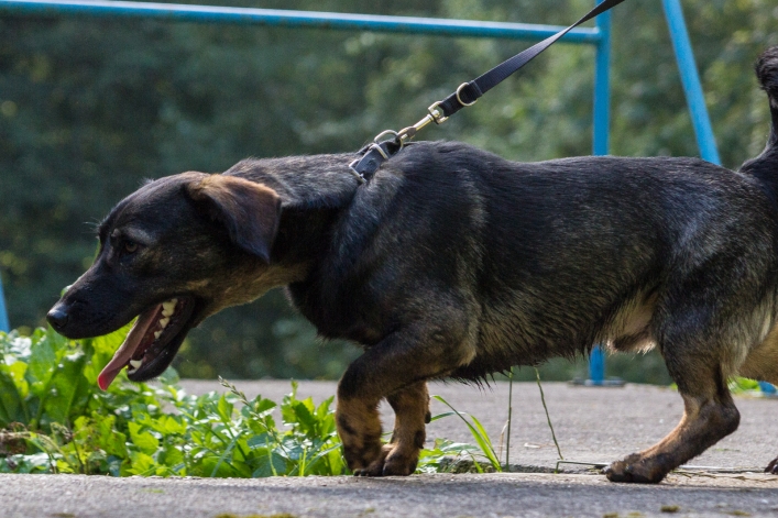 Bieg na Sześć Łap ma już rok – zobacz obszerną fotorelację
