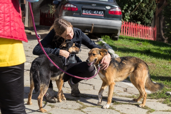 Bieg na Sześć Łap ma już rok – zobacz obszerną fotorelację