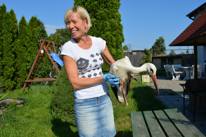 Bocian Henryk postrzelony z wiatrówki