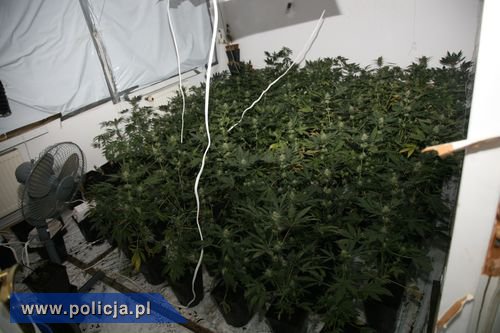 CBŚ uderza w handlarzy narkotykami także w Elblągu