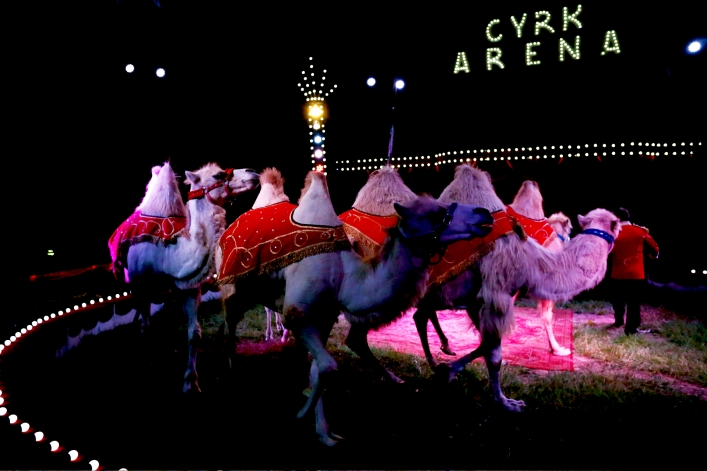 Cyrk Arena dał pokaz w Elblągu (+ zdjęcia)