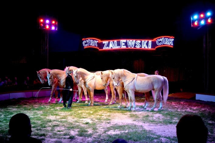 Cyrk Zalewski po raz kolejny odwiedził Elbląg (fotorelacja)