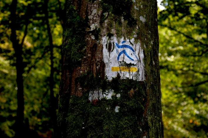 Czerowny szlak w Bażantarni wyłączony z użytkowania. Ucierpiał  m.in.mostek Elewów (+ zdjęcia)