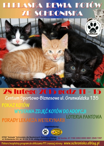 Druga Elbląska Rewia Kotów ze schroniska