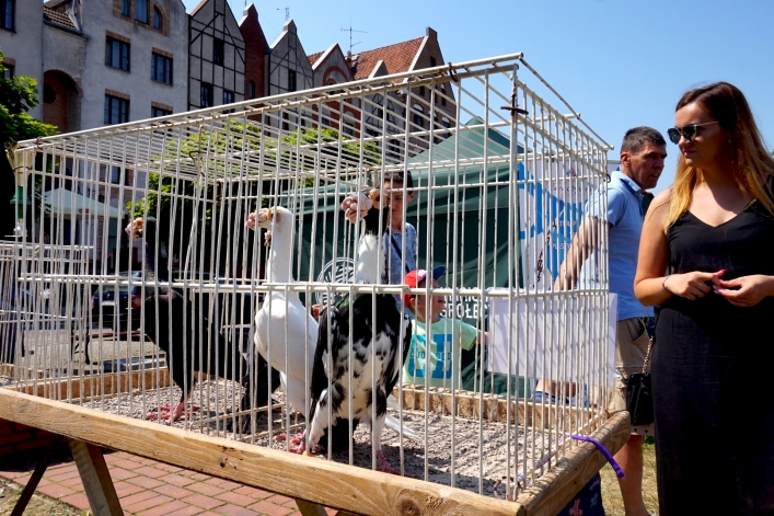 Dzień Dziecka w Elblągu. Tak bawili się najmłodsi elblążanie 