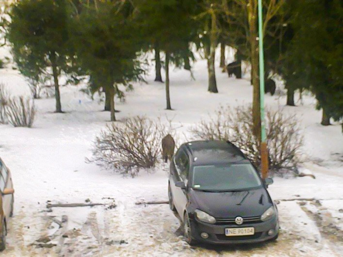 Dzik jest dziki, dzik jest zły. Dzik ma bardzo ostre kły - co zrobić z zwierzętami Nad Jarem?