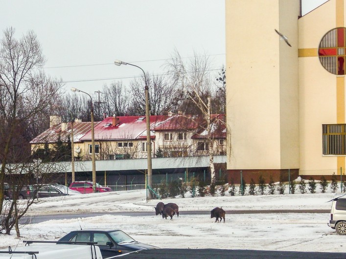 Dzik jest dziki, dzik jest zły. Dzik ma bardzo ostre kły - co zrobić z zwierzętami Nad Jarem?