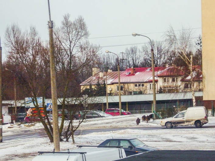 Dzik jest dziki, dzik jest zły. Dzik ma bardzo ostre kły - co zrobić z zwierzętami Nad Jarem?