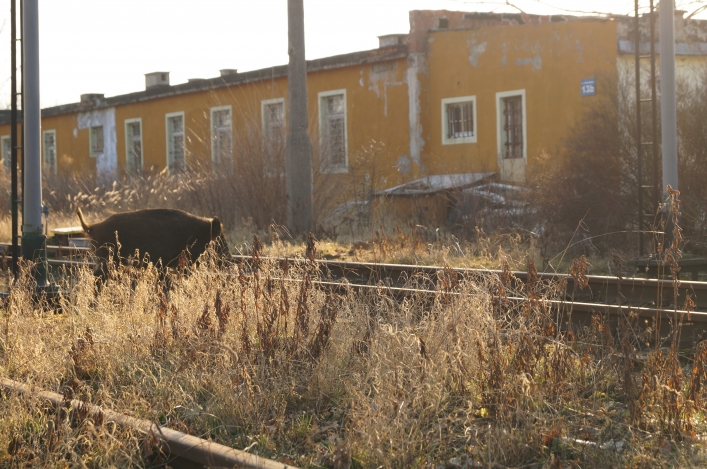 Dziki już są na Osiedlu Zawada. Czy dojdą do centrum miasta?