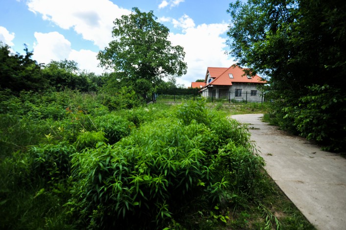 Elbląskie schronisko będzie przeniesione? Mieszkańcy wytoczyli wojnę 