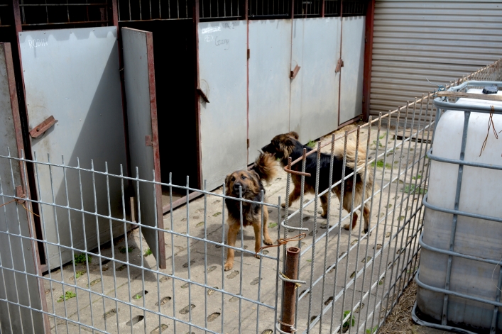 Interwencja wolontariuszy OTOZ Animals i pracowników elbląskiego schroniska (+ zdjęcia)