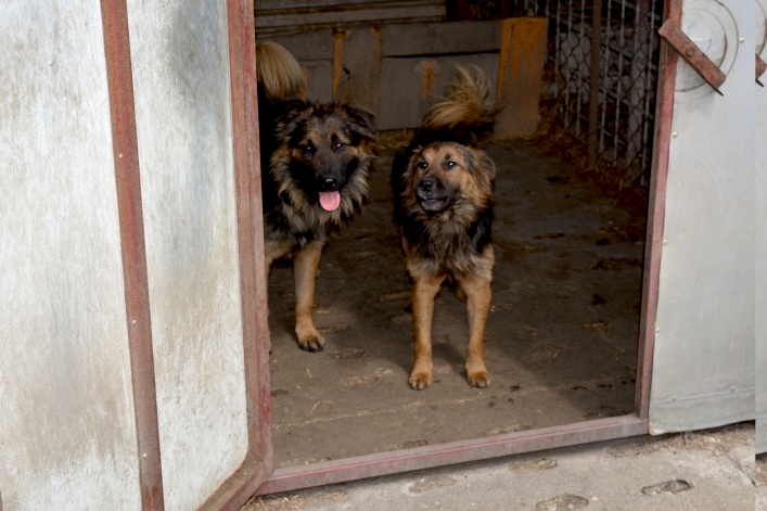 Interwencja wolontariuszy OTOZ Animals i pracowników elbląskiego schroniska (+ zdjęcia)