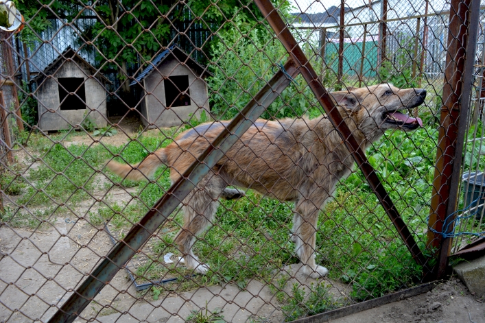 Interwencja wolontariuszy OTOZ Animals i pracowników elbląskiego schroniska (+ zdjęcia)