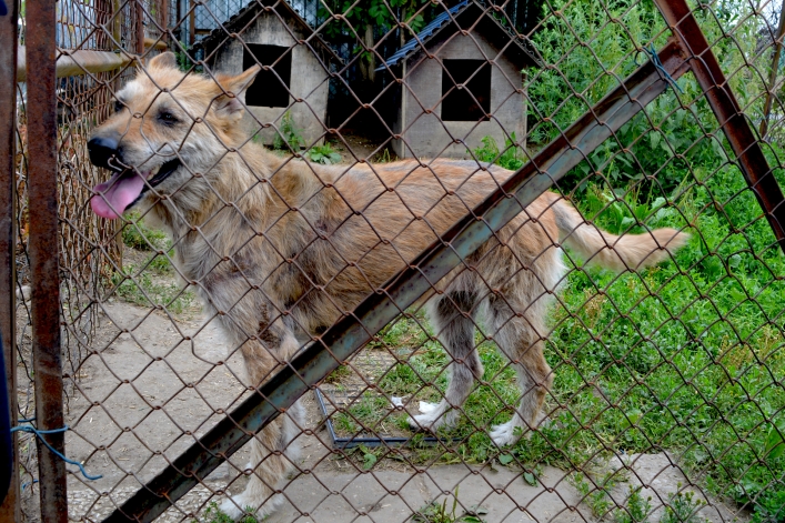 Interwencja wolontariuszy OTOZ Animals i pracowników elbląskiego schroniska (+ zdjęcia)