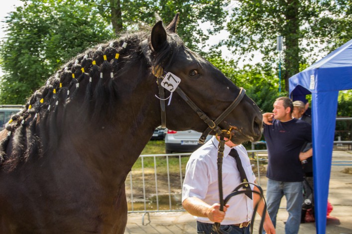 Jubileusze, XX Targi Rolne w Starym Polu. Zobacz naszą fotorelację