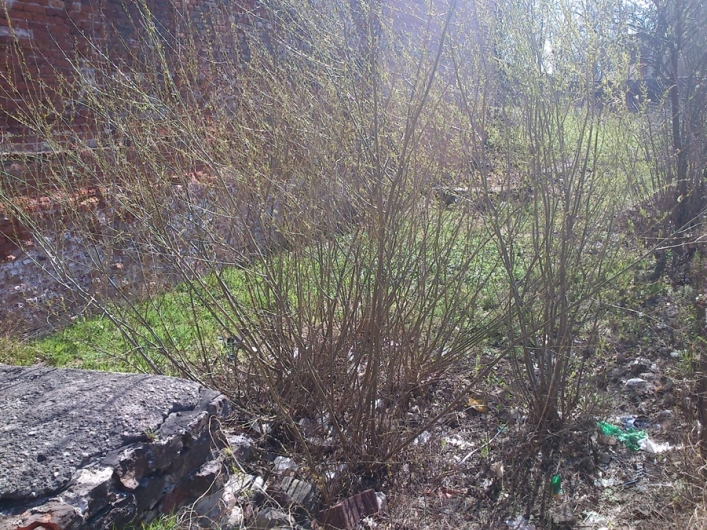 Kamienice przejdą remont. Co z ich otoczeniem?