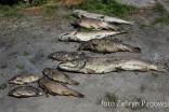 Katastrofa na jeziorze Drużno i rzece Wąskiej. Ponad tona śniętych ryb