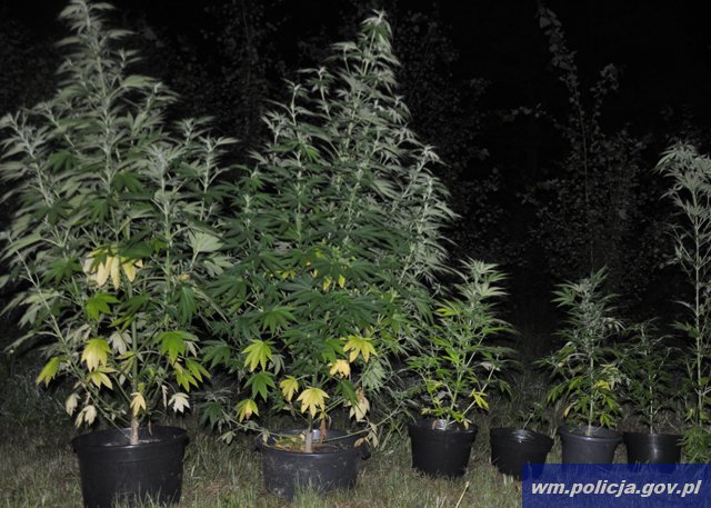 Kolejna plantacja marihuany zlikwidowana