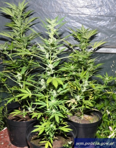 Kolejna plantacja marihuany zlikwidowana