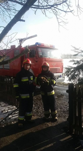 Krzewsk. Strażacy uratowali kotka, który uciekł przed psami (+zdjęcia)