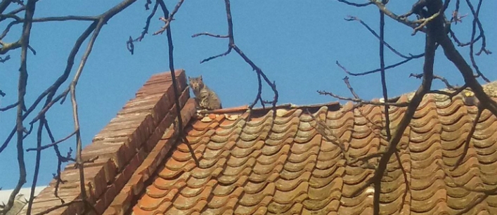 Krzewsk. Strażacy uratowali kotka, który uciekł przed psami (+zdjęcia)