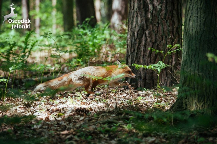 Lisy rozpoczęły samodzielne życie dzięki ośrodkowi w Jelonkach
