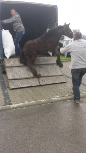 Na ratunek koniom. Batów już nie będzie