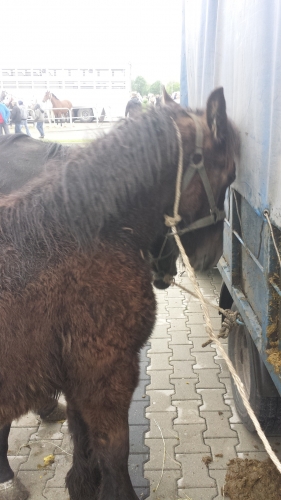 Na ratunek koniom. Batów już nie będzie