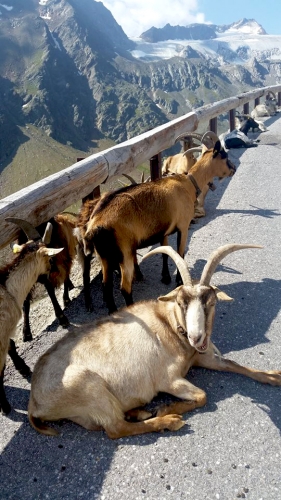 Najlepszy biegacz z Elbląga uciekł przed upałem na lodowiec