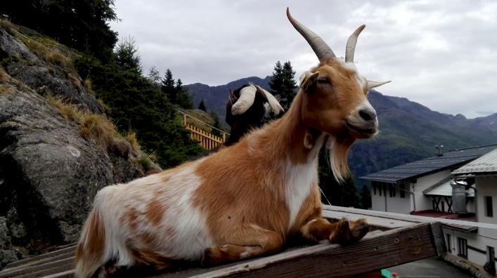 Najlepszy biegacz z Elbląga uciekł przed upałem na lodowiec
