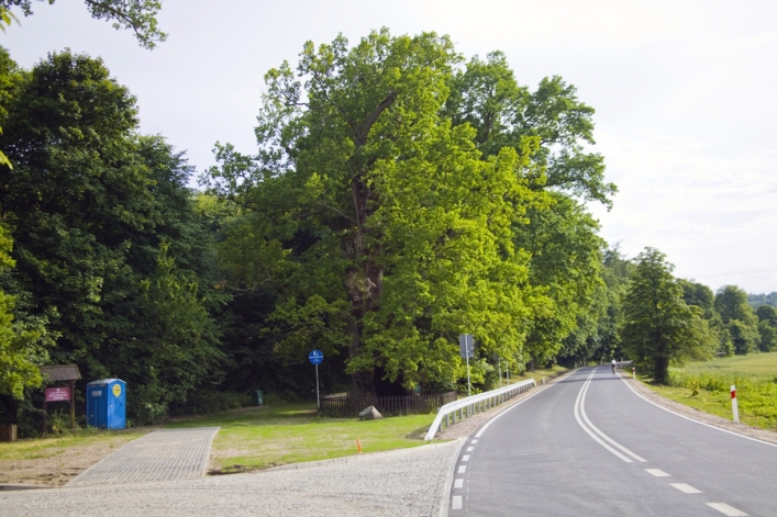 Najstarszy dąb w naszym regionie – Dąb Bażyńskiego