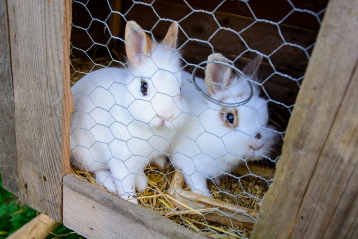 Otwarcie sezonu Bistro Ślimaka i mini zoo w podpasłęckim Krasinie. Wstęp wolny!