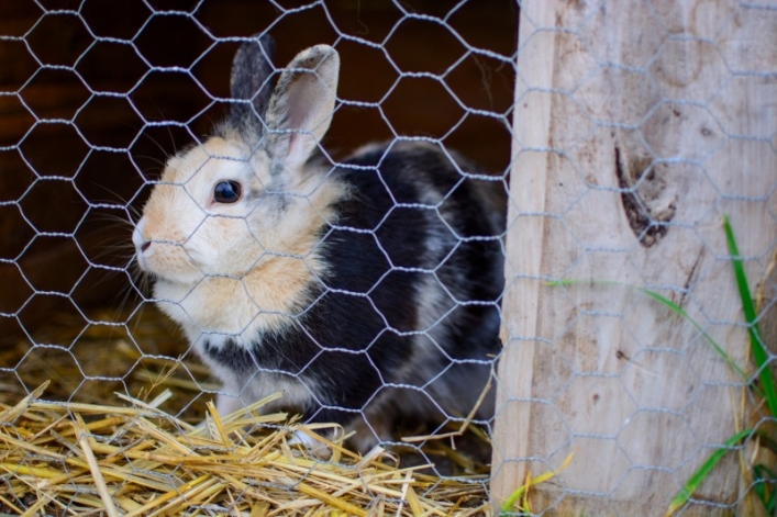 Otwarcie sezonu Bistro Ślimaka i mini zoo w podpasłęckim Krasinie. Wstęp wolny!