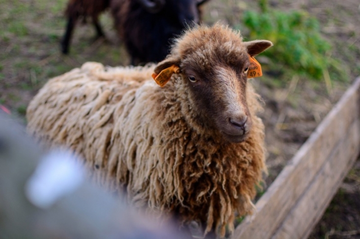 Otwarcie sezonu Bistro Ślimaka i mini zoo w podpasłęckim Krasinie. Wstęp wolny!