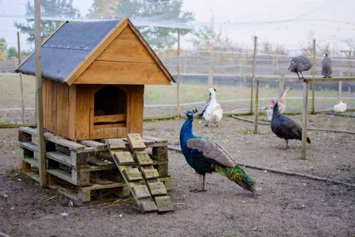 Otwarcie sezonu Bistro Ślimaka i mini zoo w podpasłęckim Krasinie. Wstęp wolny!