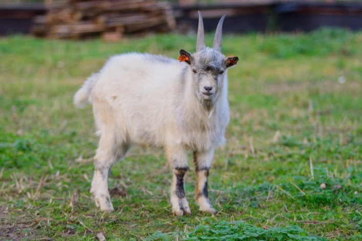 Otwarcie sezonu Bistro Ślimaka i mini zoo w podpasłęckim Krasinie. Wstęp wolny!