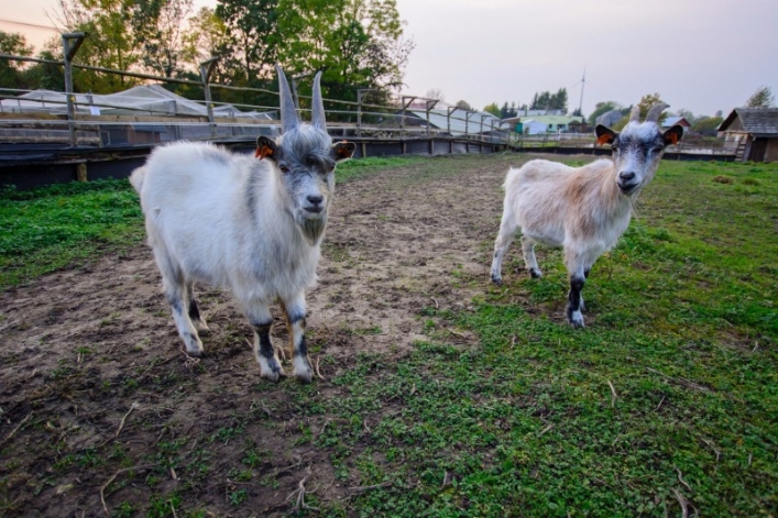 Otwarcie sezonu Bistro Ślimaka i mini zoo w podpasłęckim Krasinie. Wstęp wolny!