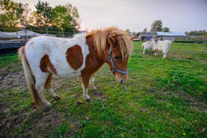 Otwarcie sezonu Bistro Ślimaka i mini zoo w podpasłęckim Krasinie. Wstęp wolny!