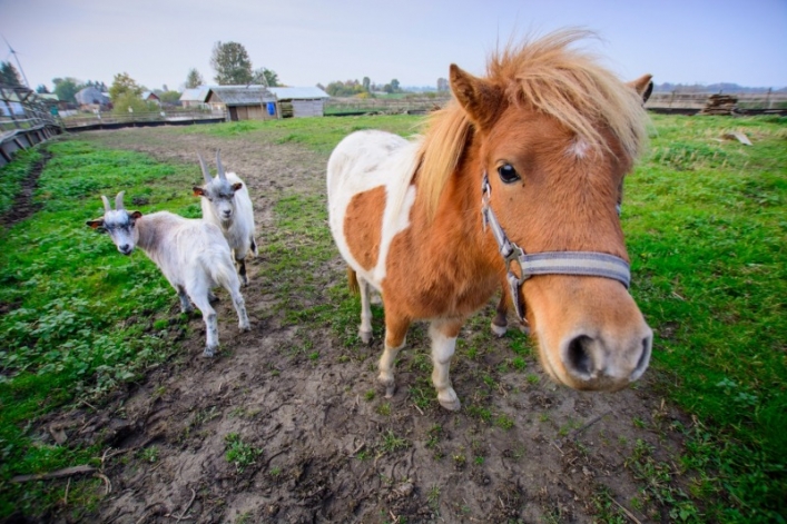 Otwarcie sezonu Bistro Ślimaka i mini zoo w podpasłęckim Krasinie. Wstęp wolny!