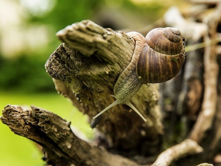 Podpasłęcka firma Snails Garden doceniona przez marszałka województwa
