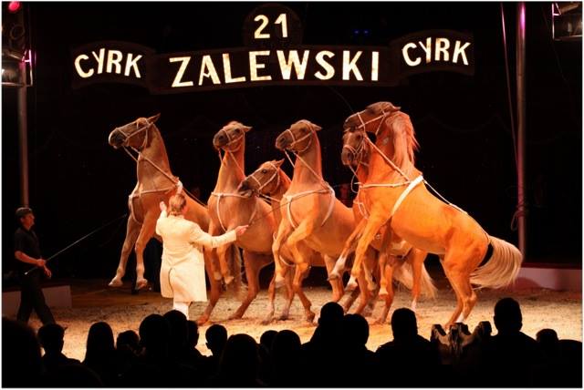 Pokaz sztuki cyrkowej w najlepszym wydaniu. Cyrk Zalewski 29 marca w Elblągu