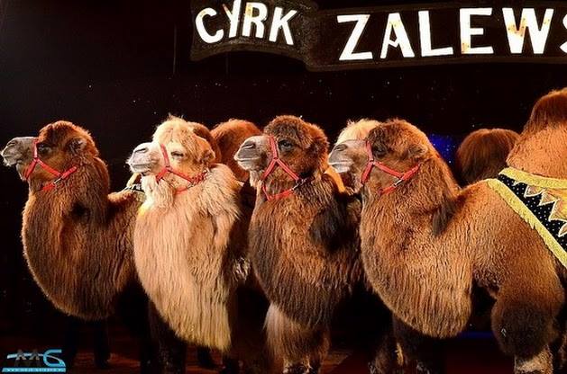 Pokaz sztuki cyrkowej w najlepszym wydaniu. Cyrk Zalewski 29 marca w Elblągu
