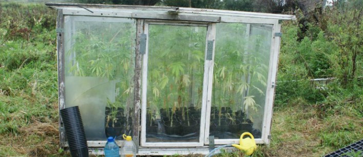 Policjanci zlikwidowali plantację marihuany
