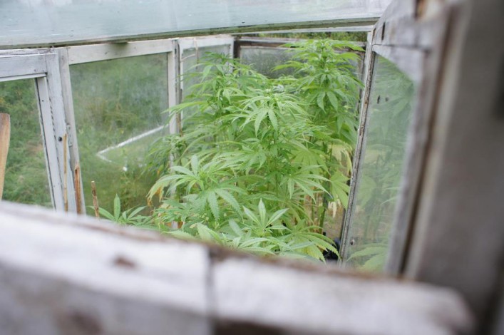 Policjanci zlikwidowali plantację marihuany