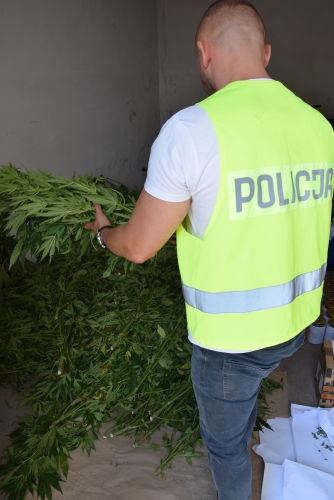 Policjanci zlikwidowali plantację „marychy” pod Pasłękiem (+ zdjęcia)