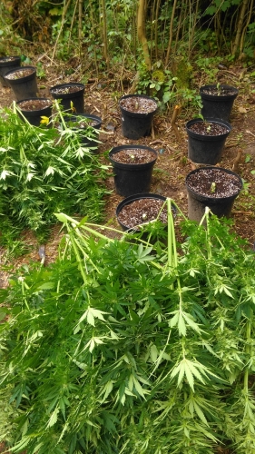 Policjanci zlikwidowali plantację „marychy” pod Pasłękiem (+ zdjęcia)